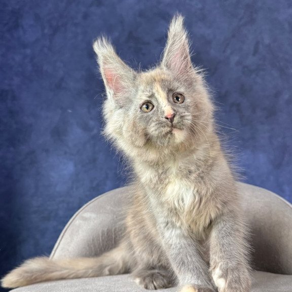 Maine Coon NOV Siri