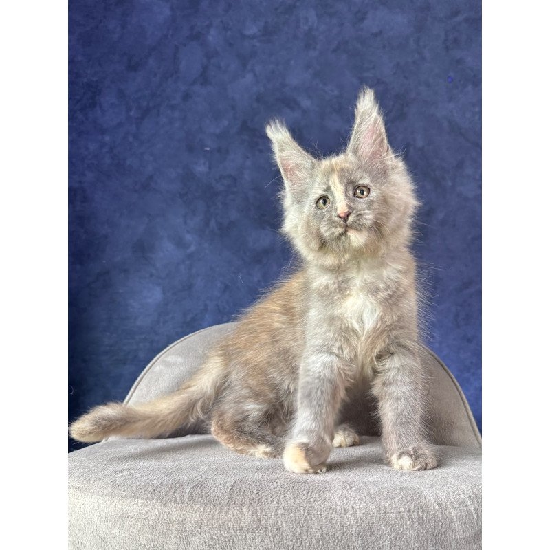 Maine Coon NOV Siri