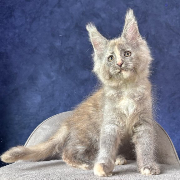 Maine Coon NOV Siri