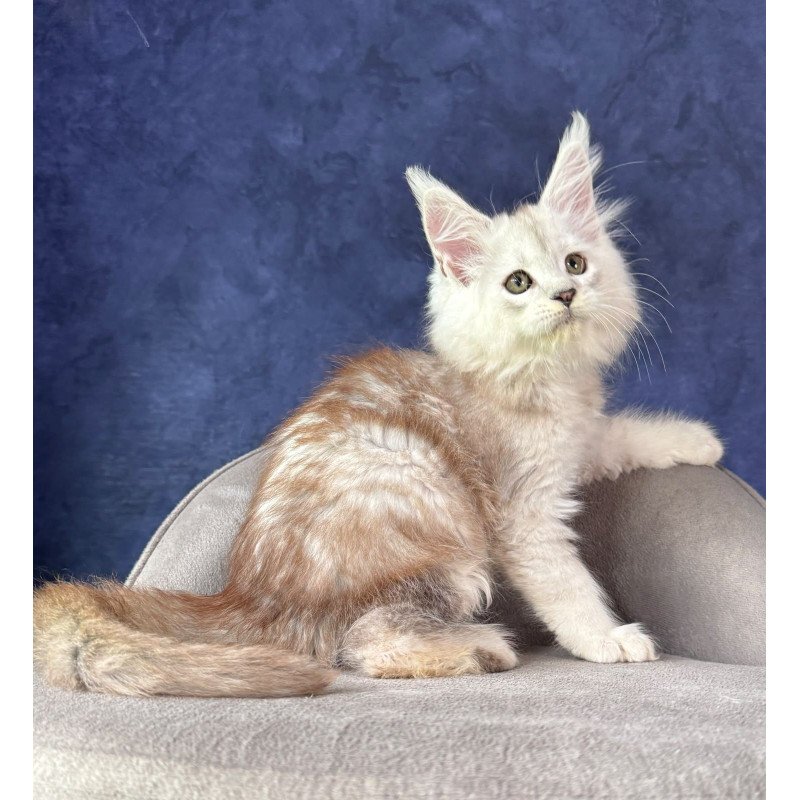 Maine Coon NOV Tabatha