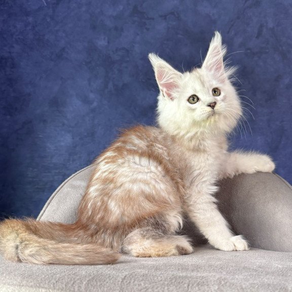 Maine Coon NOV Tabatha