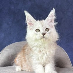 Maine Coon NOV Tabatha