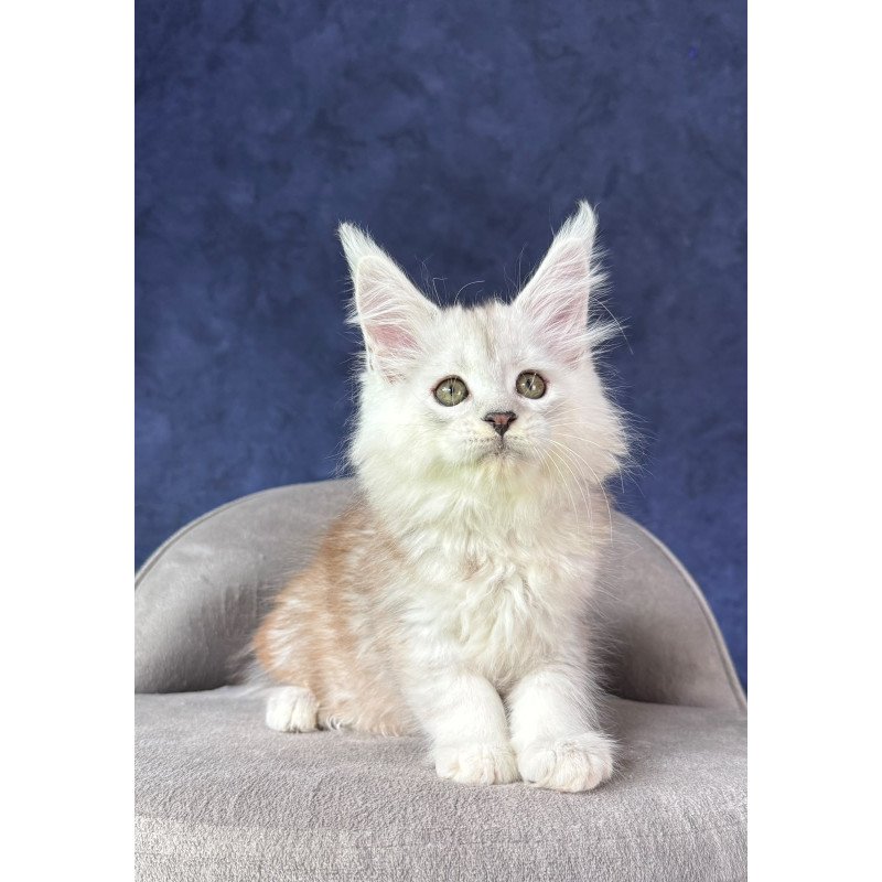 Maine Coon NOV Tabatha