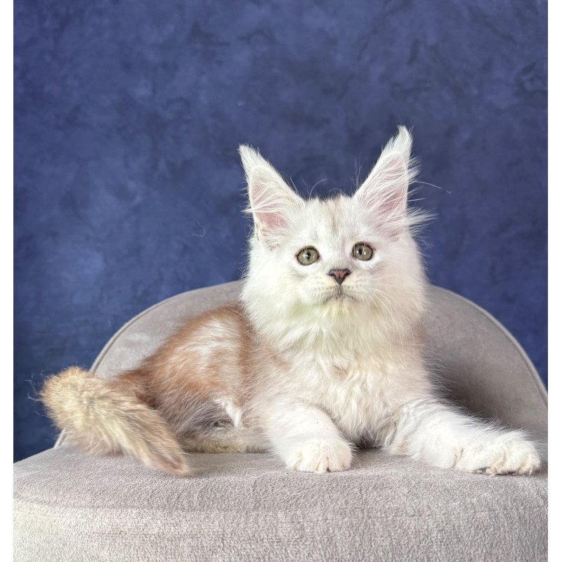 Maine Coon NOV Tabatha