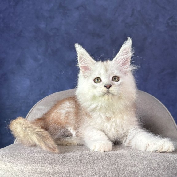 Maine Coon NOV Tabatha