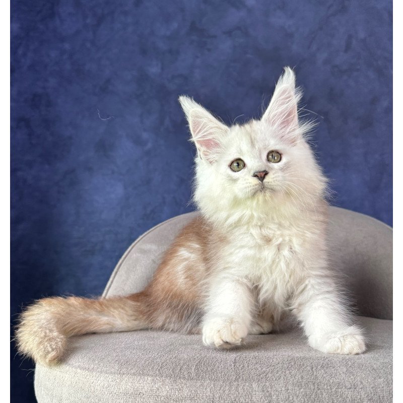 Maine Coon NOV Tabatha