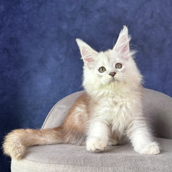 Maine Coon NOV Tabatha