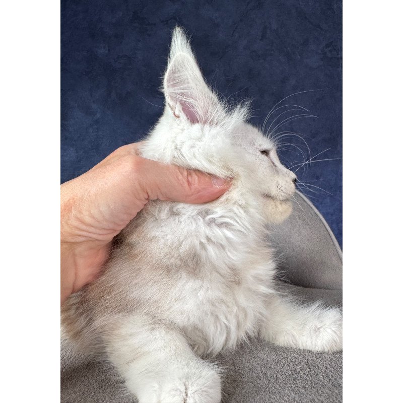 Maine Coon NOV Tabatha