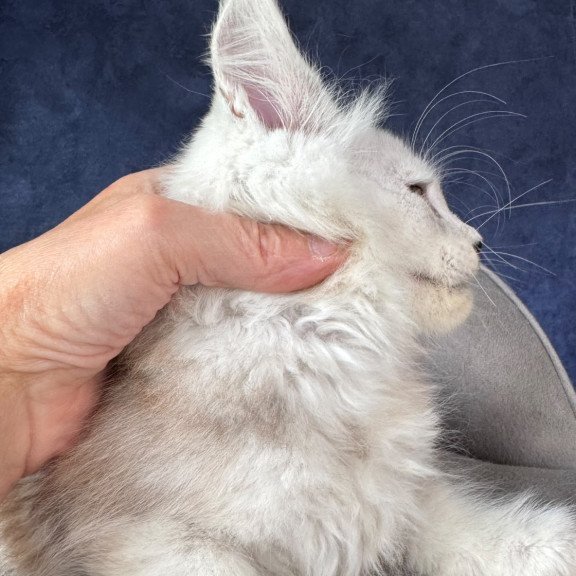 Maine Coon NOV Tabatha