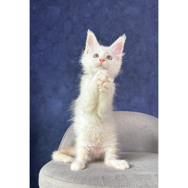 Maine Coon NOV Taivar