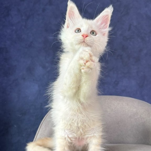 Maine Coon NOV Taivar
