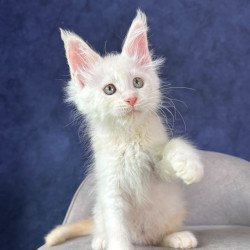 Maine Coon NOV Taivar