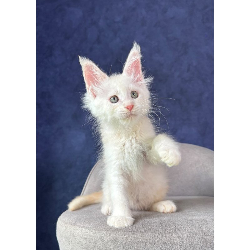 Maine Coon NOV Taivar