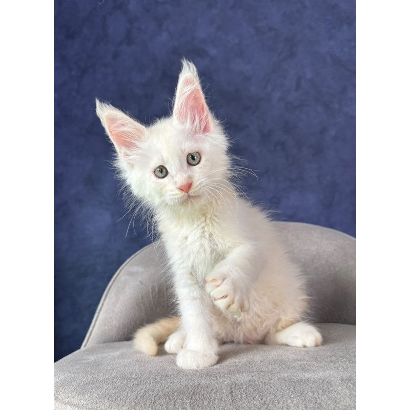Maine Coon NOV Taivar