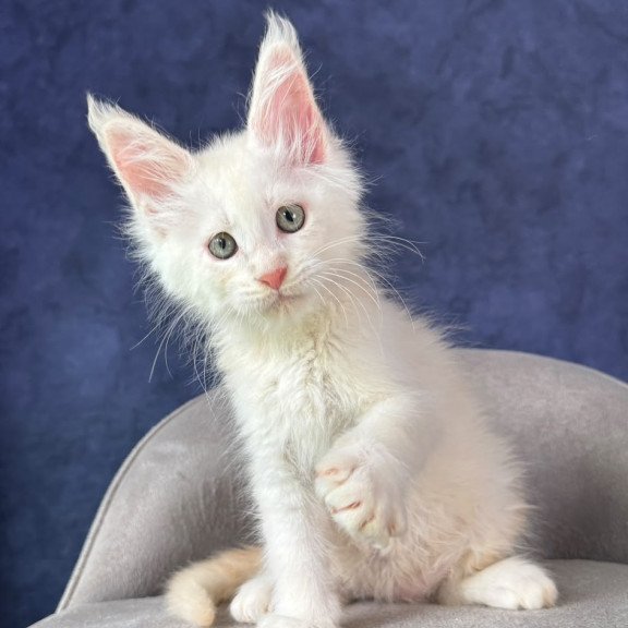 Maine Coon NOV Taivar
