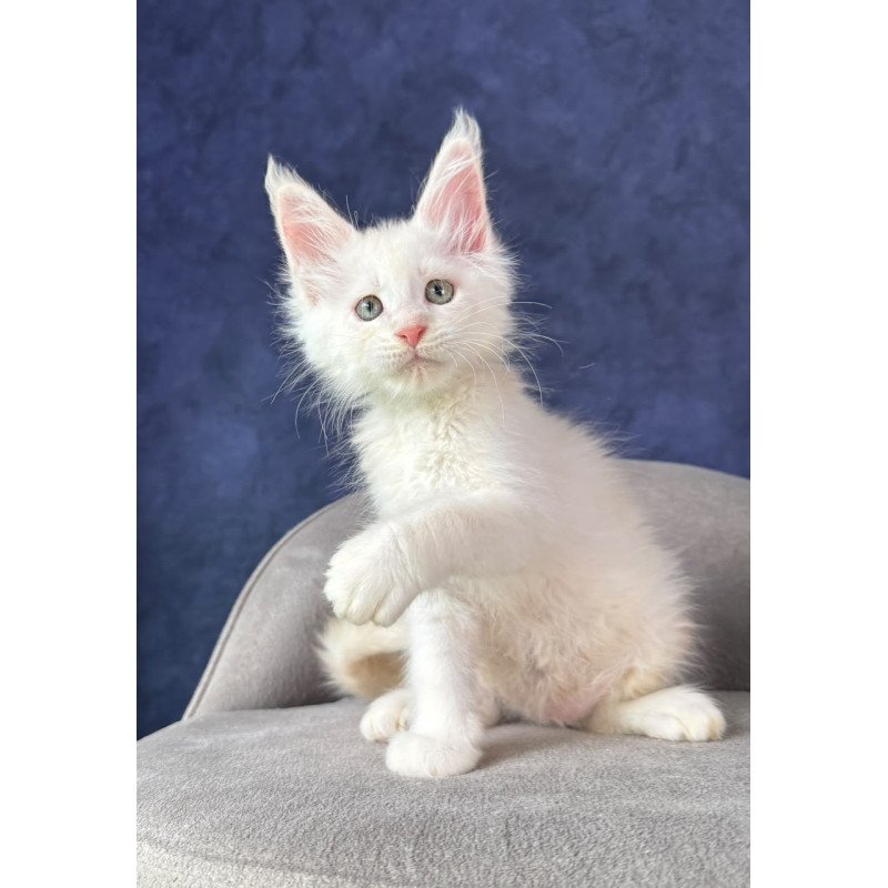 Maine Coon NOV Taivar