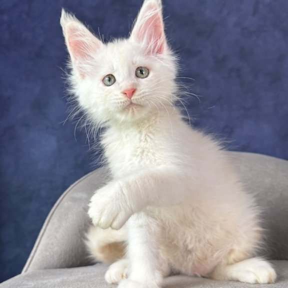 Maine Coon NOV Taivar