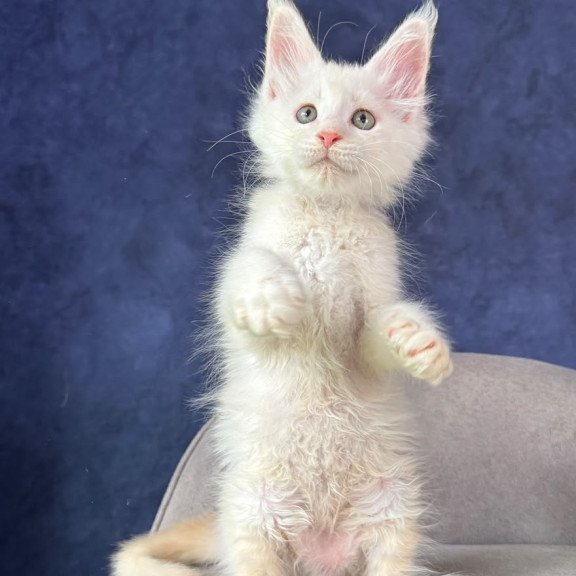 Maine Coon NOV Taivar