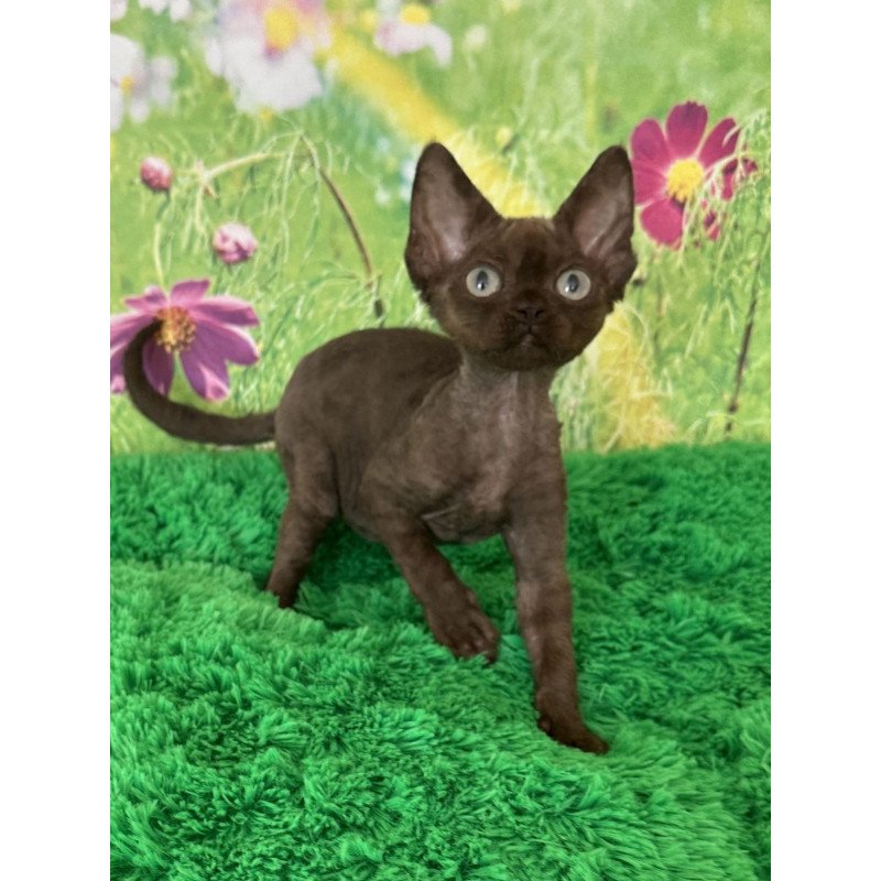 Devon Rex NOV Ivona