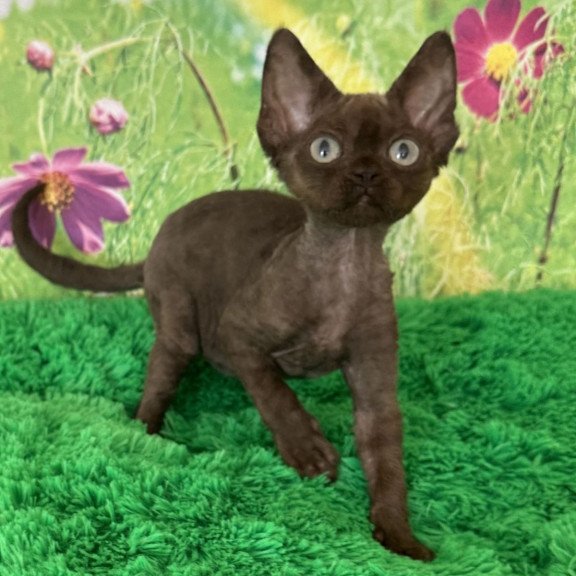 Devon Rex NOV Ivona
