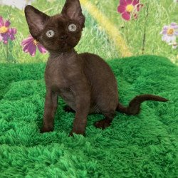 Devon Rex NOV Ivona