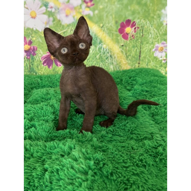 Devon Rex NOV Ivona