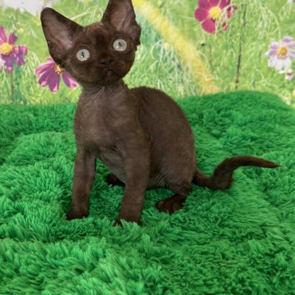 Devon Rex NOV Ivona