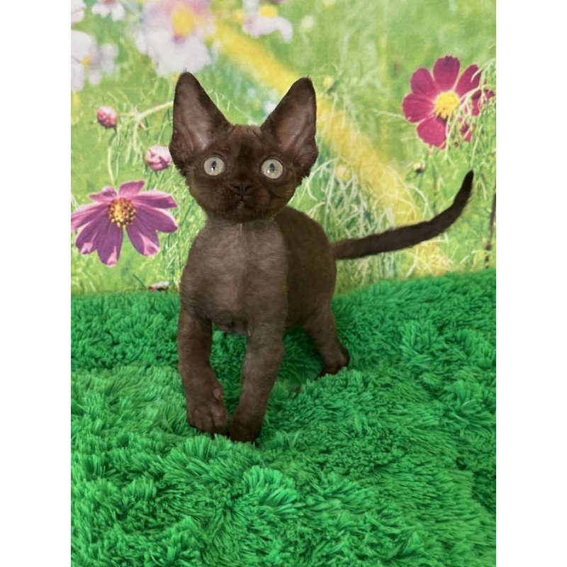 Devon Rex NOV Ivona