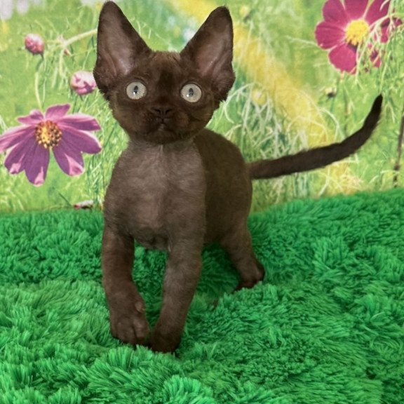 Devon Rex NOV Ivona