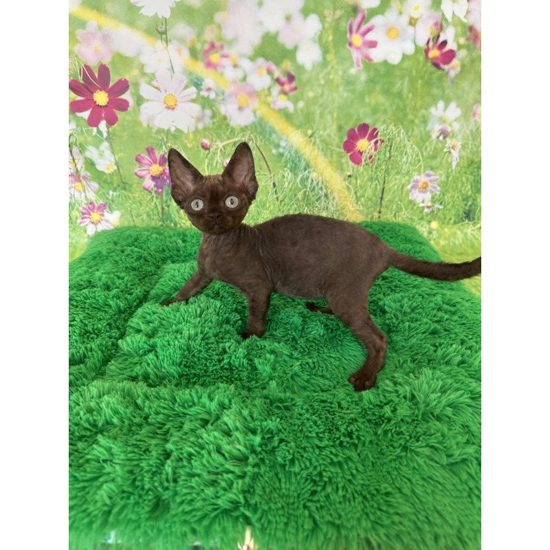 Devon Rex NOV Ivona