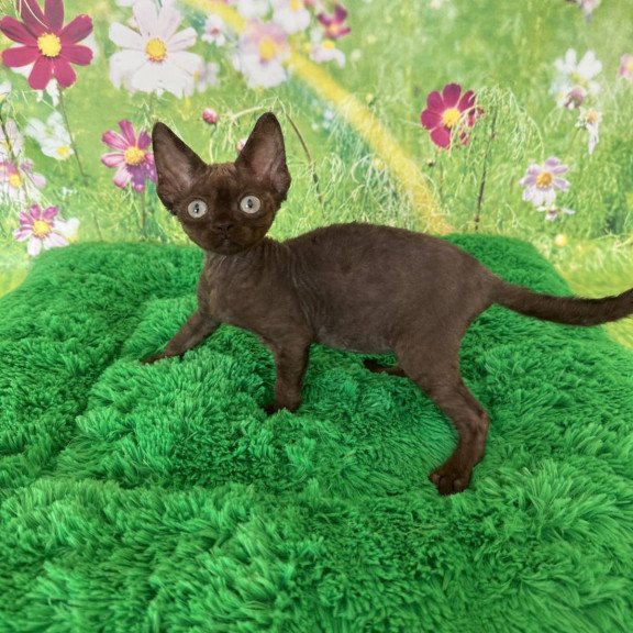 Devon Rex NOV Ivona