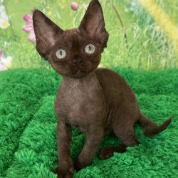Devon Rex NOV Ivona