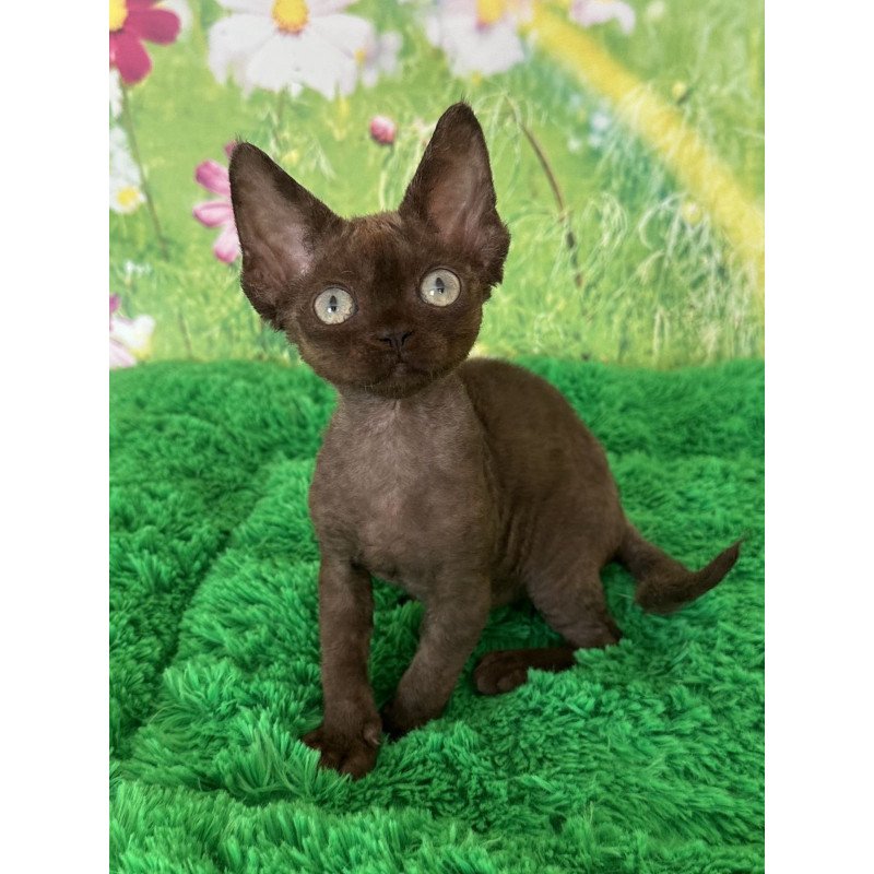 Devon Rex NOV Ivona