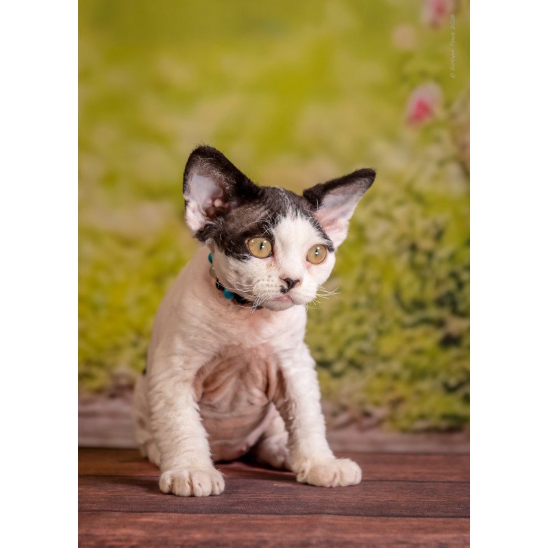 Devon Rex NOV Lucke