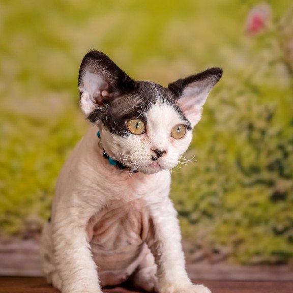 Devon Rex NOV Lucke