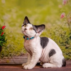 Devon Rex NOV Lucke