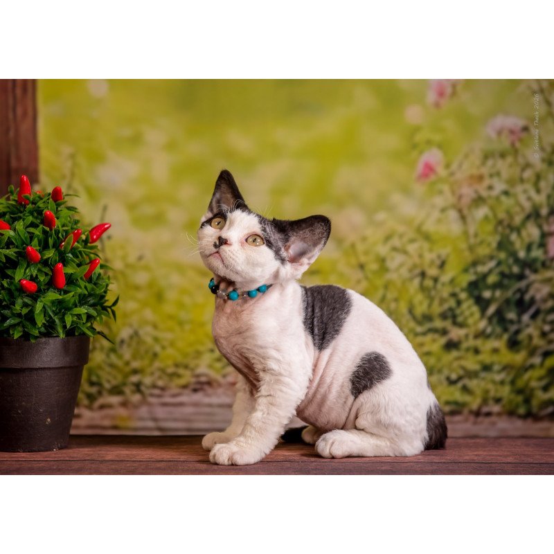 Devon Rex NOV Lucke