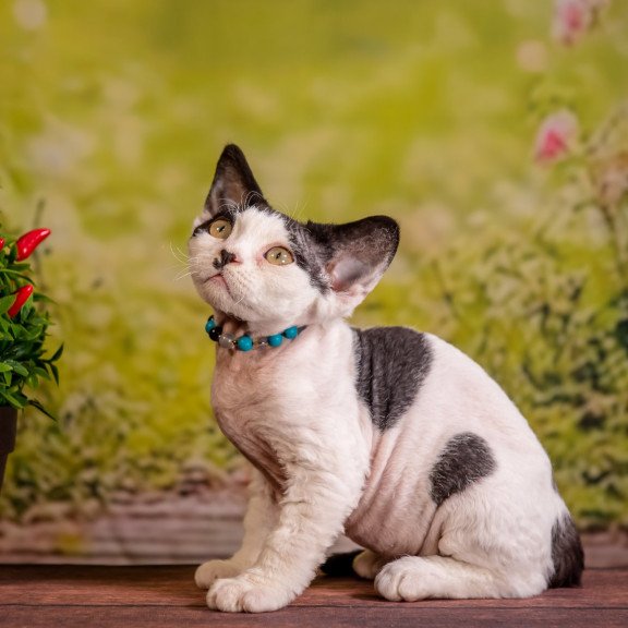 Devon Rex NOV Lucke