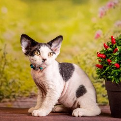Devon Rex NOV Lucke