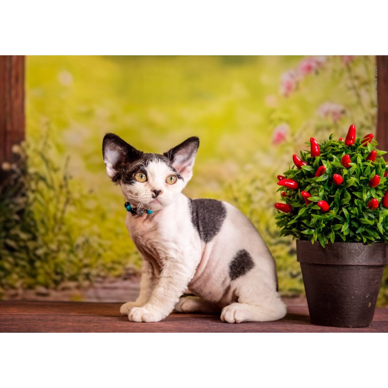 Devon Rex NOV Lucke
