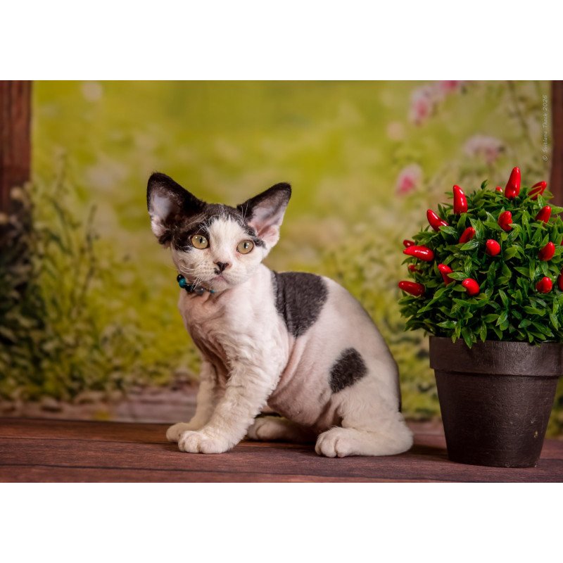 Devon Rex NOV Lucke