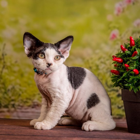 Devon Rex NOV Lucke