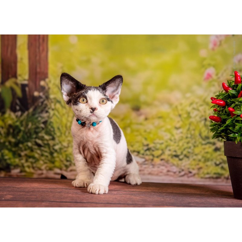 Devon Rex NOV Lucke