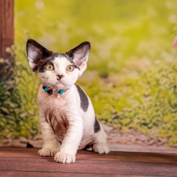 Devon Rex NOV Lucke
