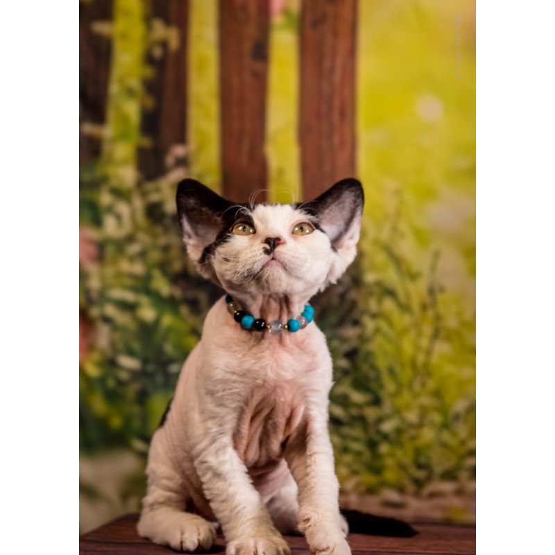 Devon Rex NOV Lucke