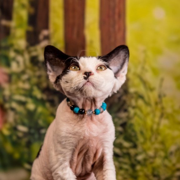 Devon Rex NOV Lucke