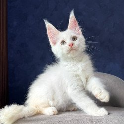 Maine Coon NOV Pamir