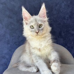 Maine Coon NOV Piatnica