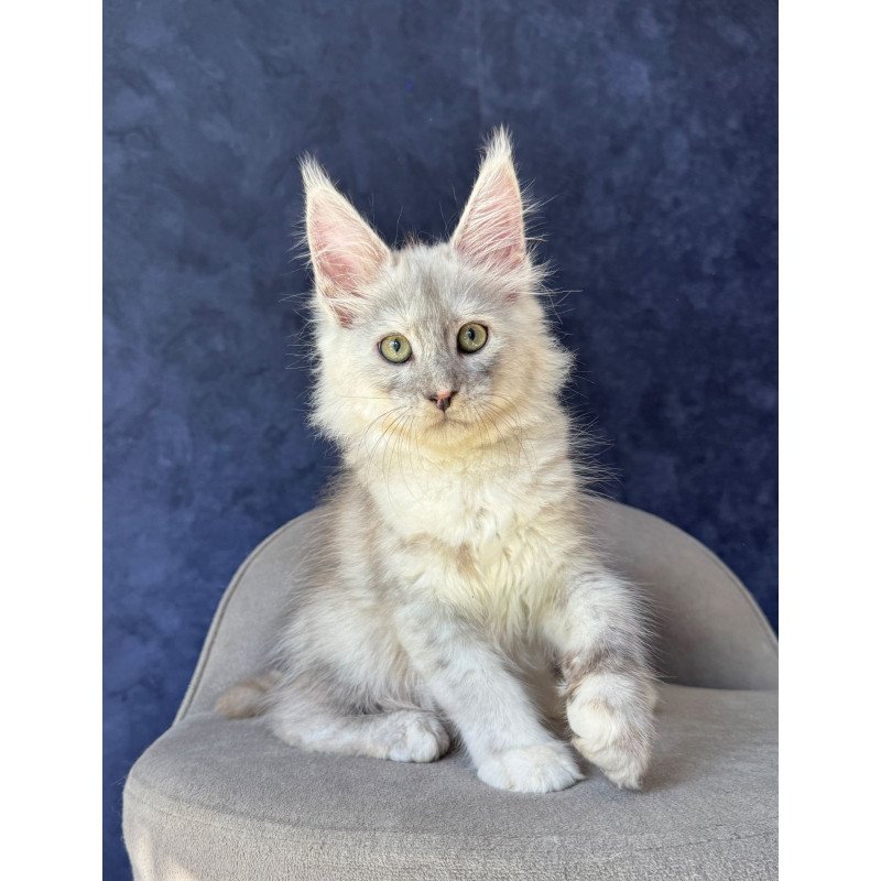 Maine Coon NOV Piatnica