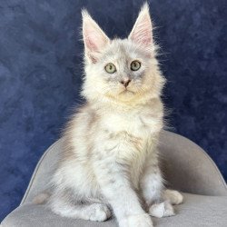 Maine Coon NOV Piatnica